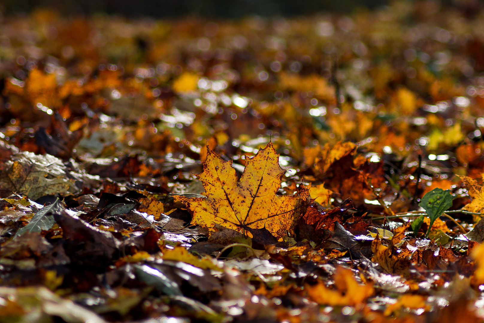 Herbstlaub