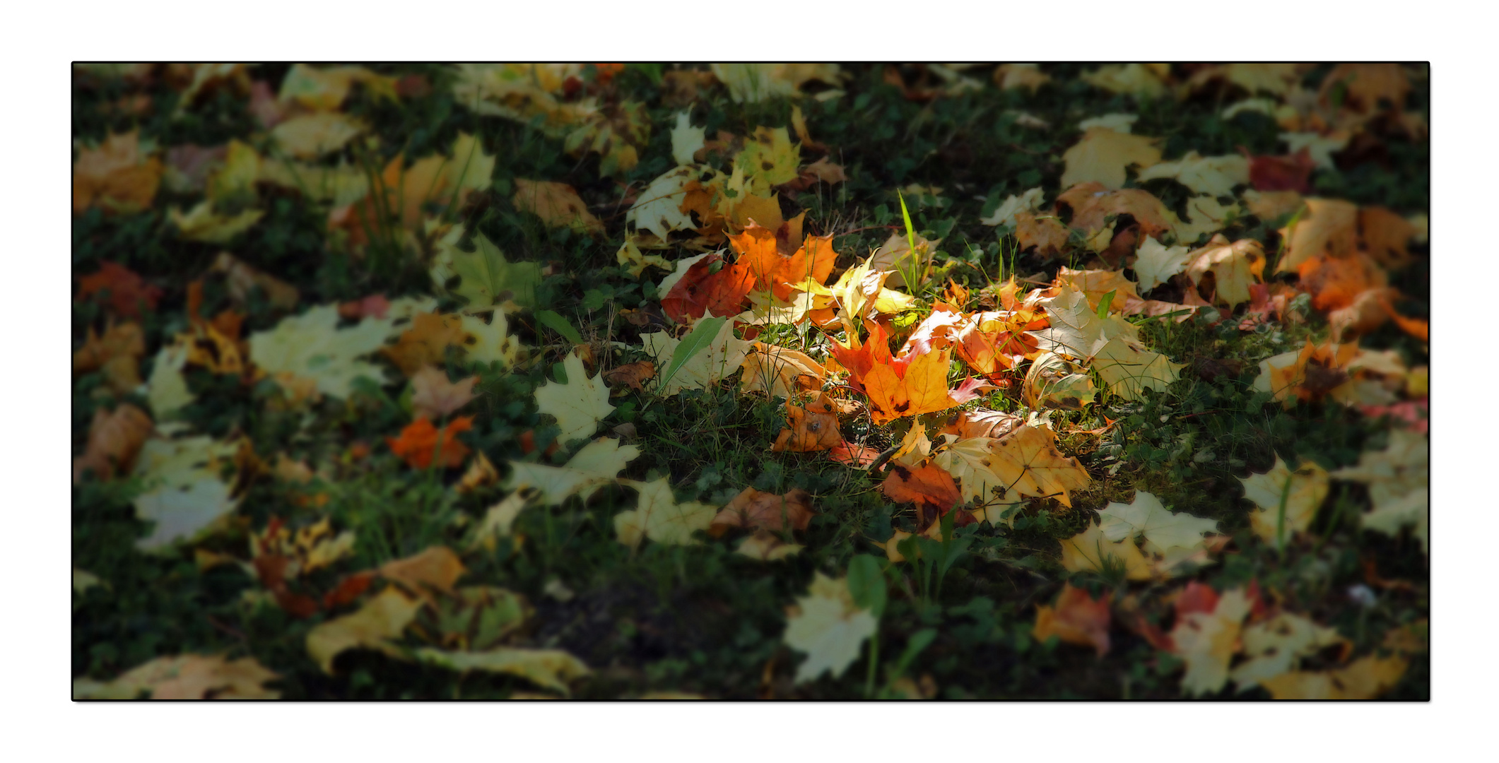 ~ Herbstlaub ~