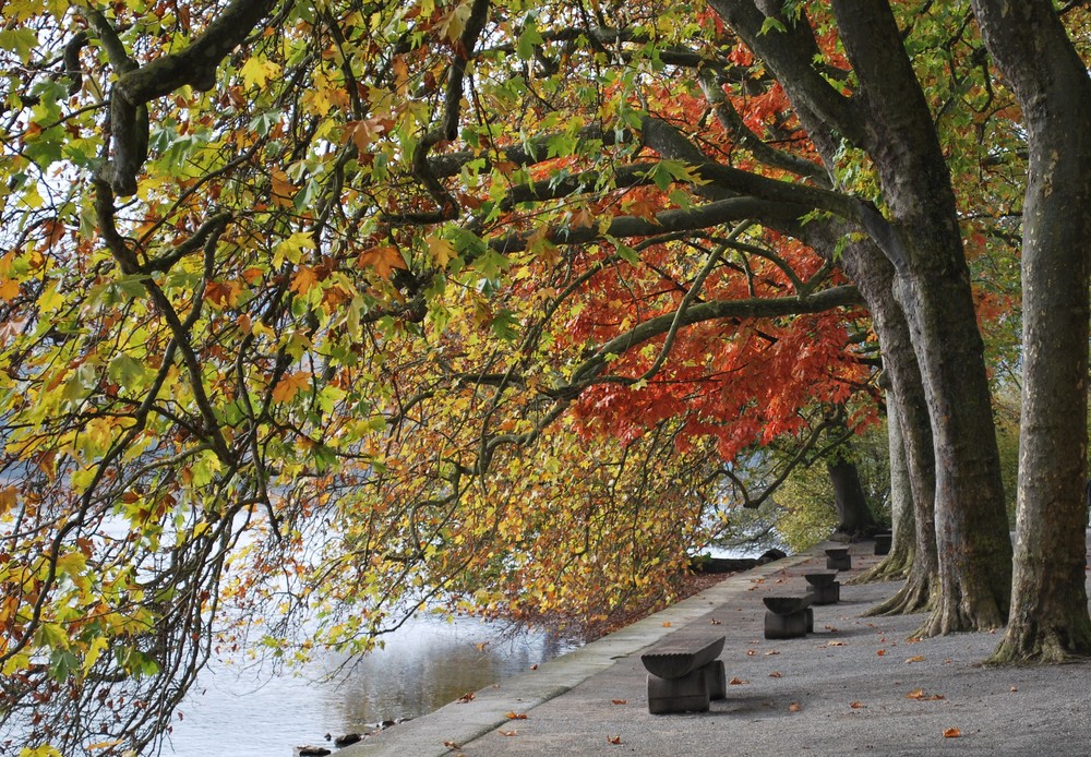 Herbstlaub