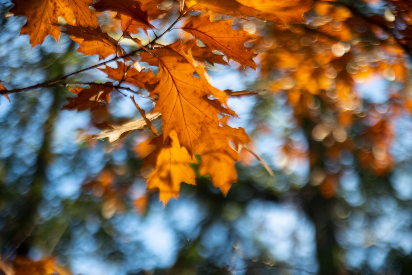 Herbstlaub