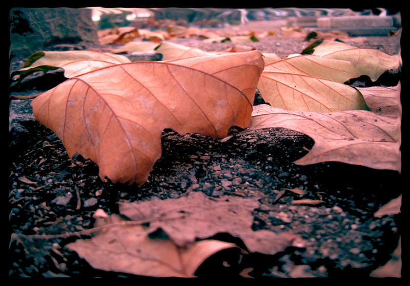 Herbstlaub