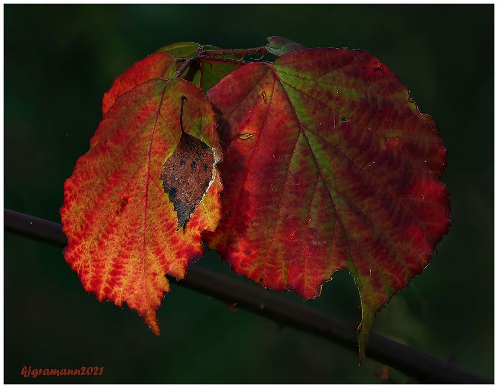 herbstlaub....