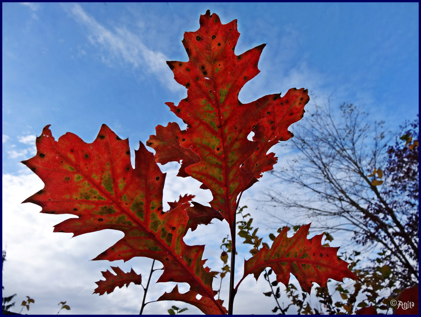 Herbstlaub