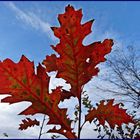 Herbstlaub