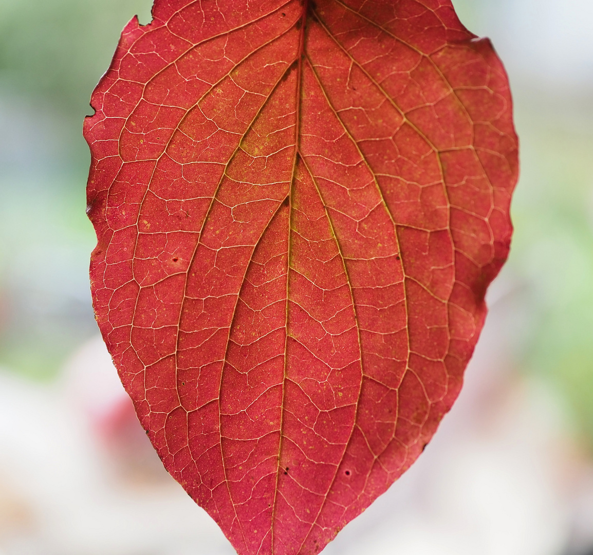 Herbstlaub