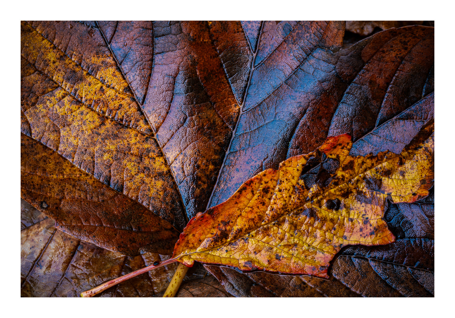 Herbstlaub