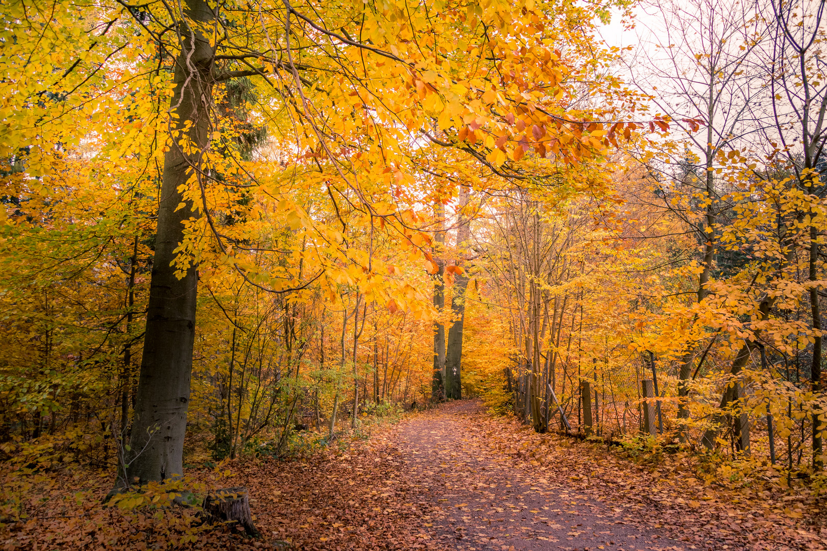 Herbstlaub