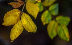 Herbstlaub