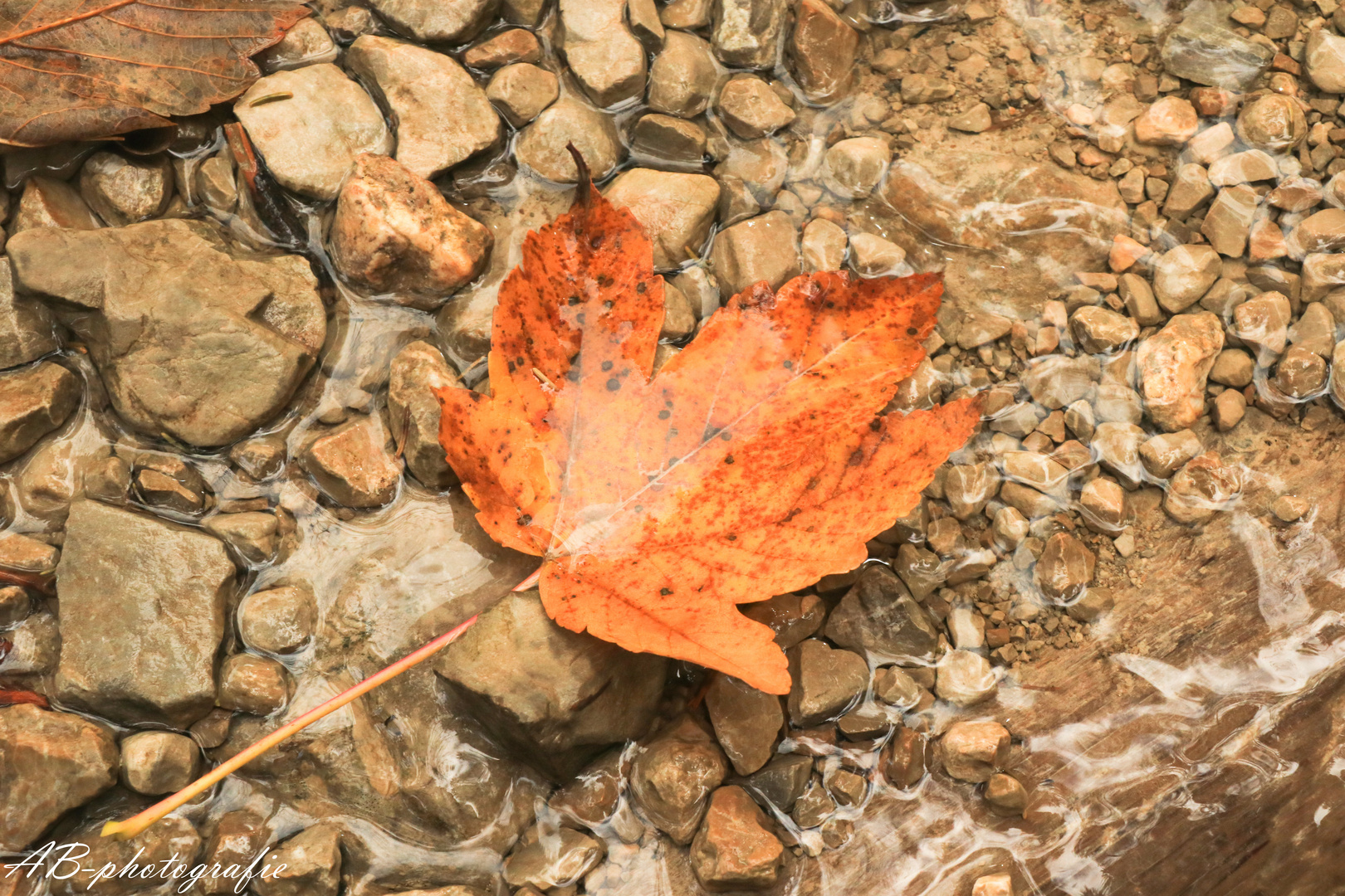 Herbstlaub