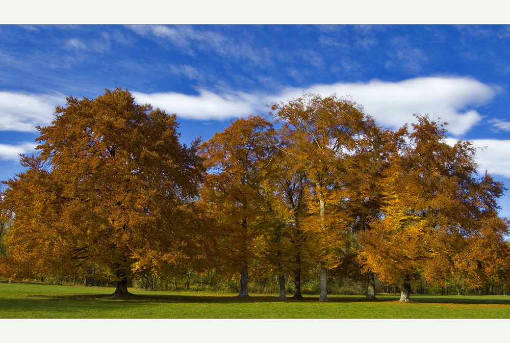 Herbstlaub