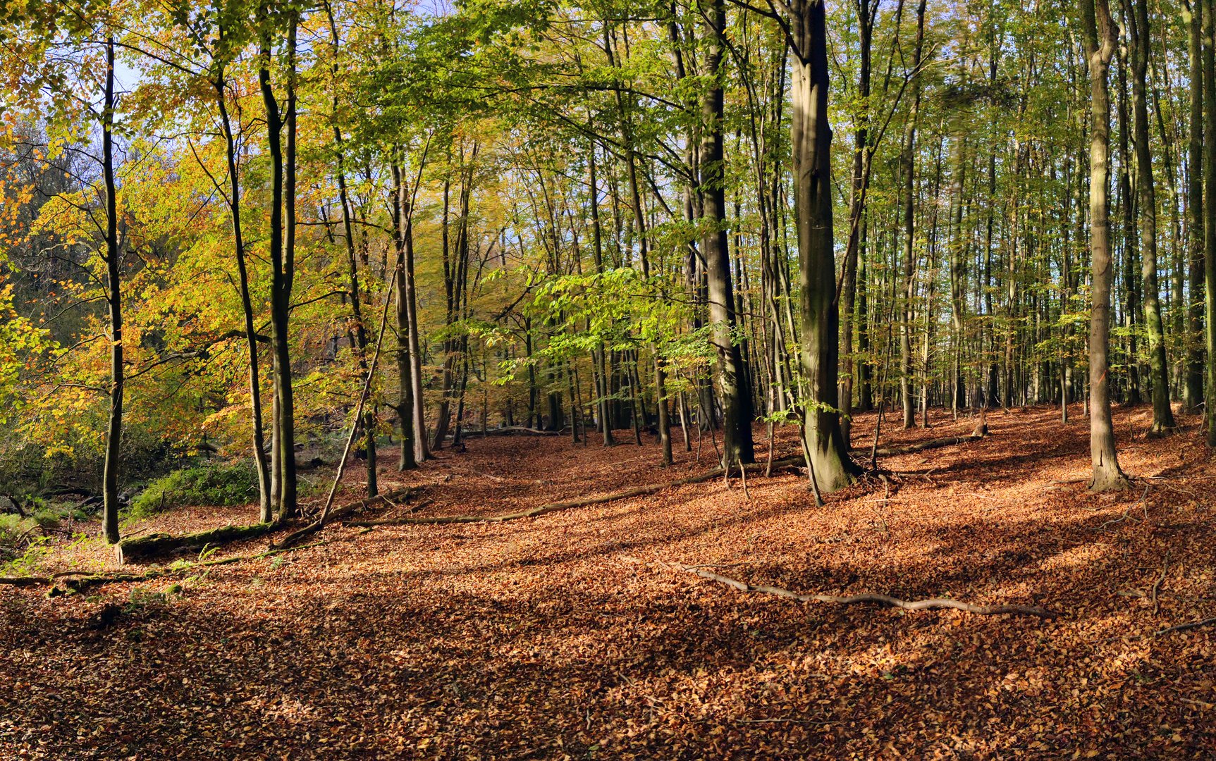 Herbstlaub