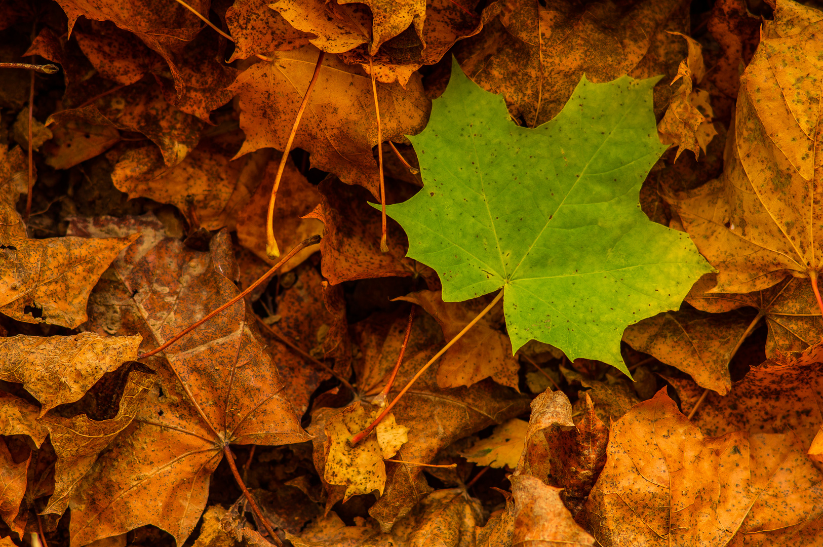 Herbstlaub