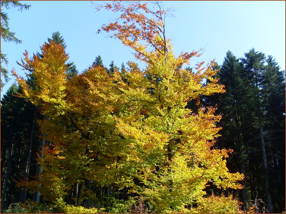 Herbstlaub