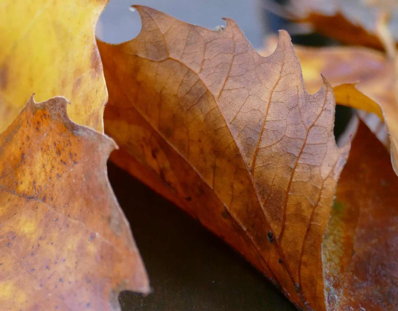 Herbstlaub