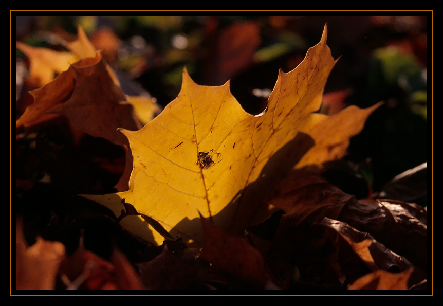 Herbstlaub