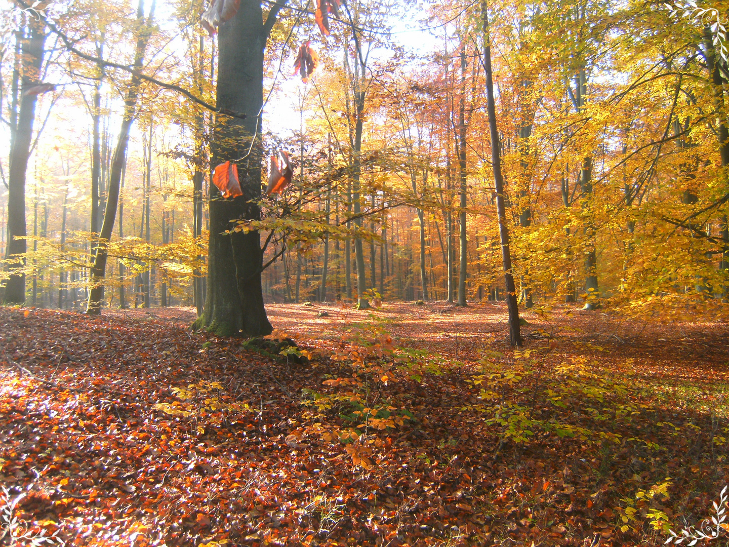 herbstlaub