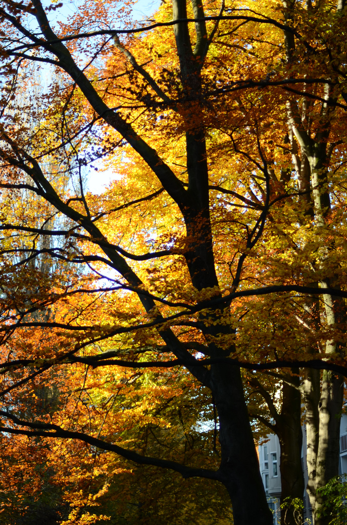 Herbstlaub