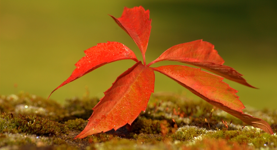 *Herbstlaub*