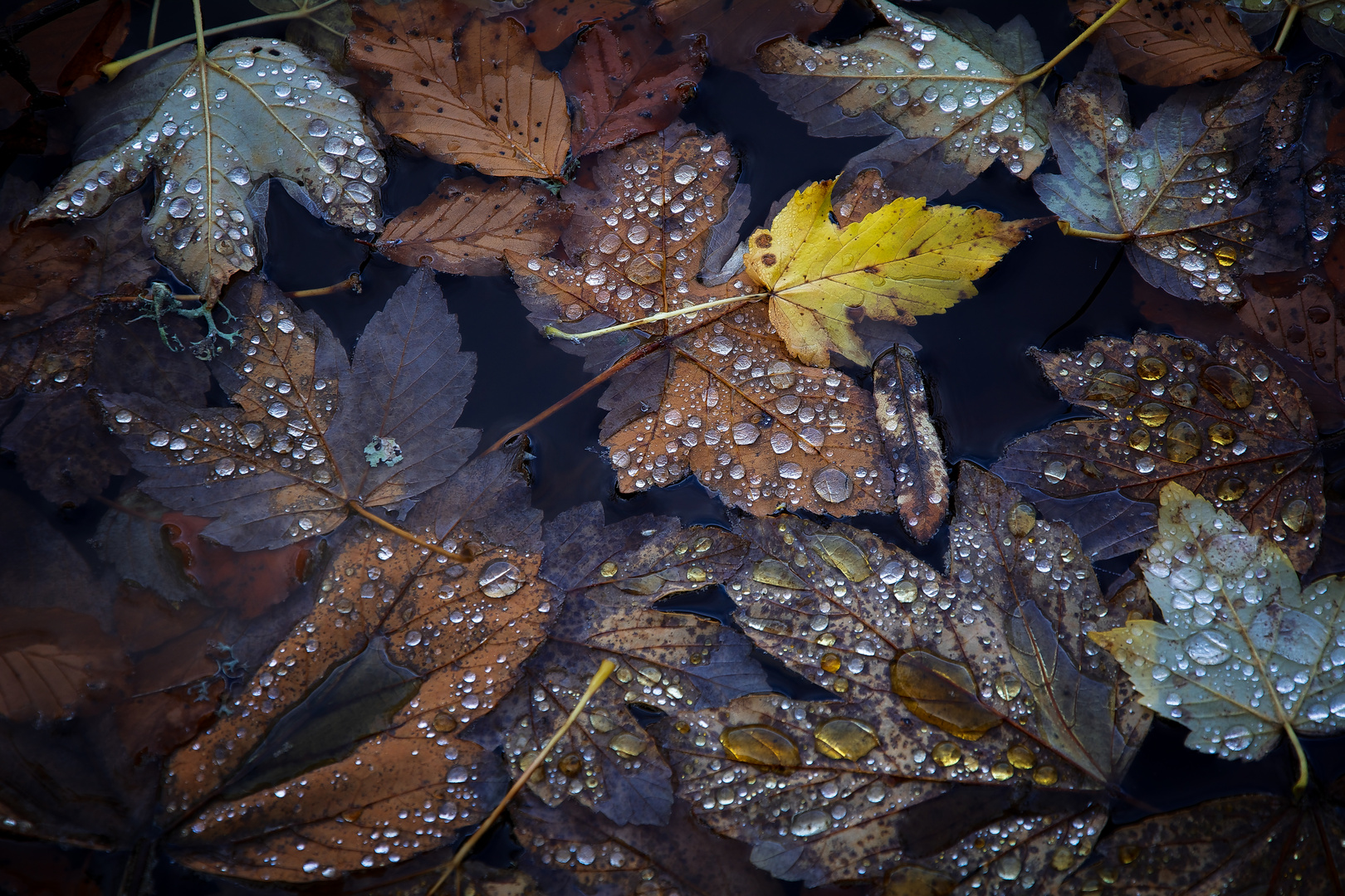 Herbstlaub