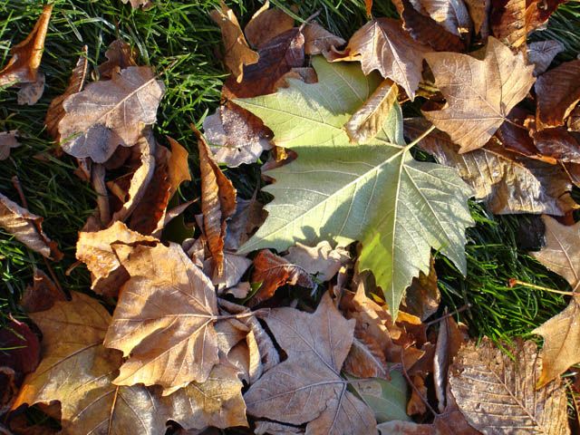 Herbstlaub