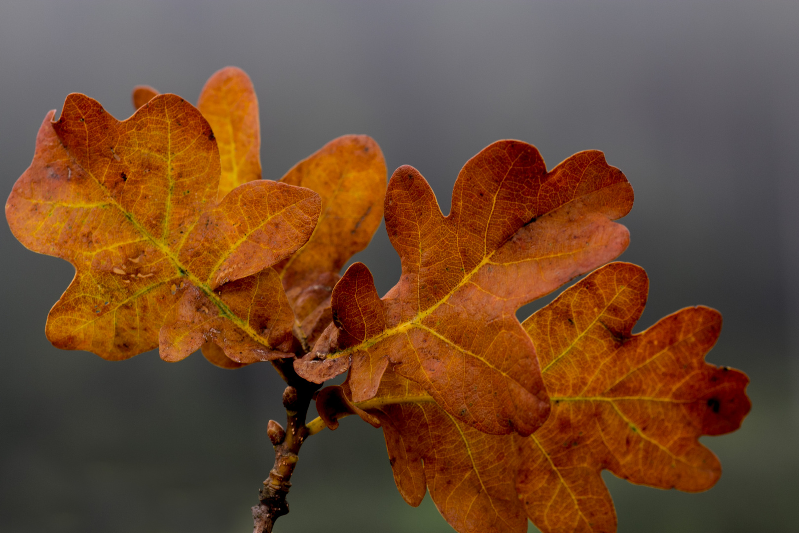 Herbstlaub