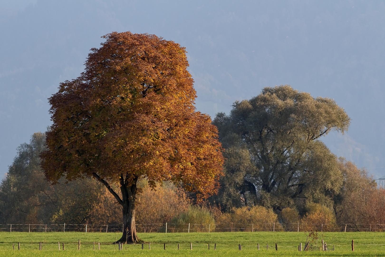 Herbstlaub