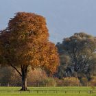 Herbstlaub