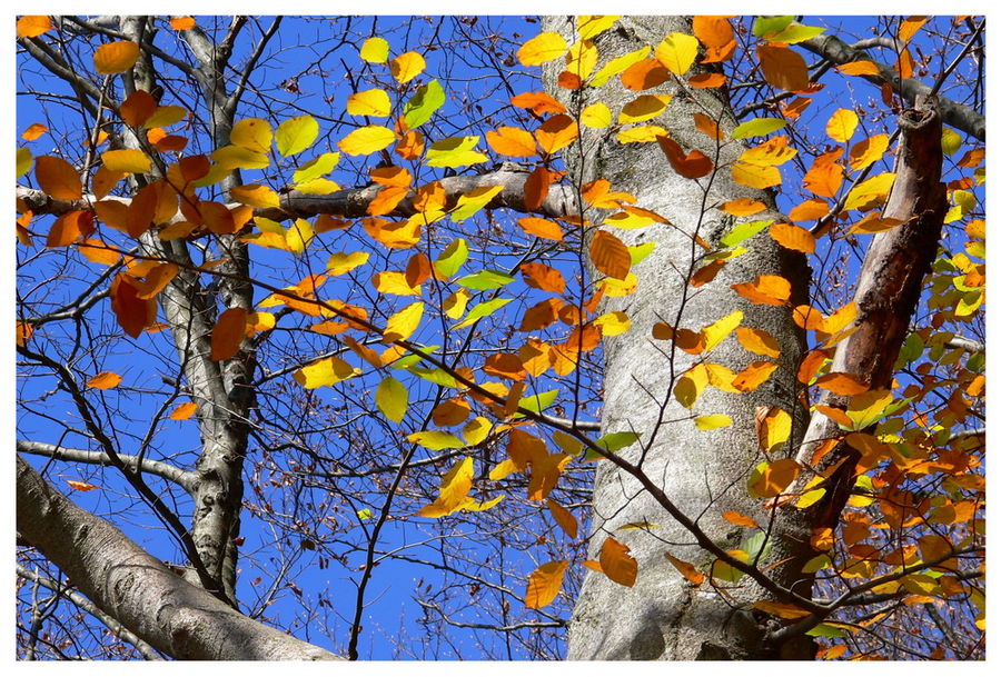 Herbstlaub