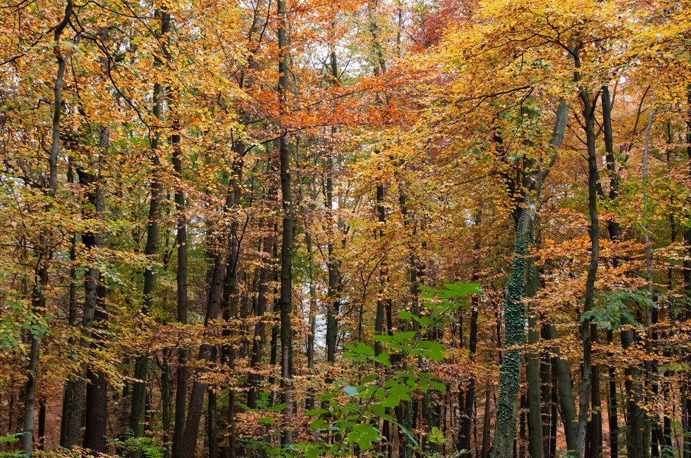 Herbstlaub