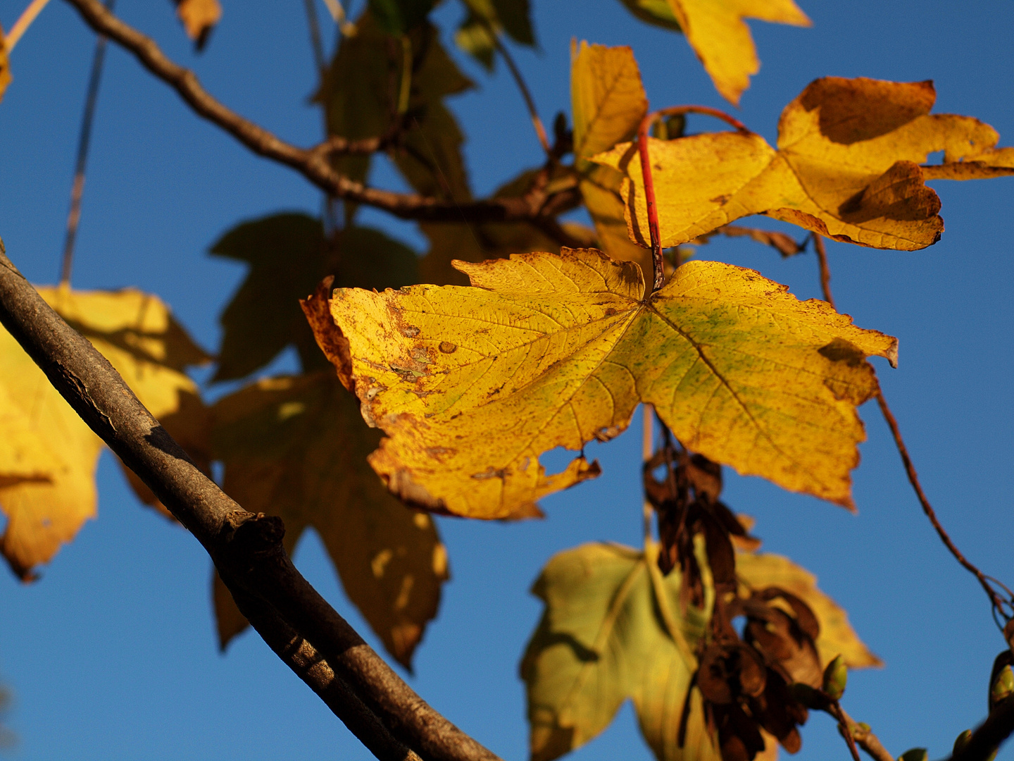 Herbstlaub #3