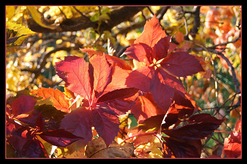 Herbstlaub 3