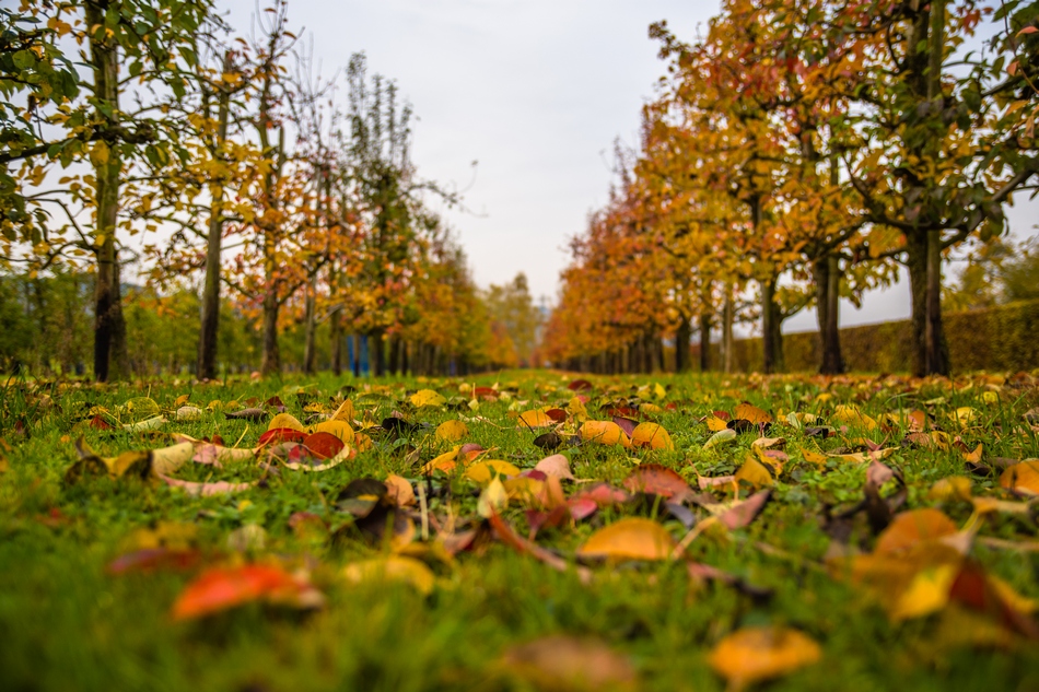 Herbstlaub