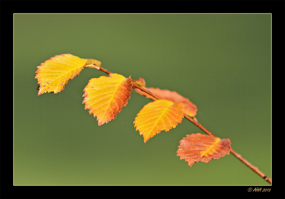 Herbstlaub