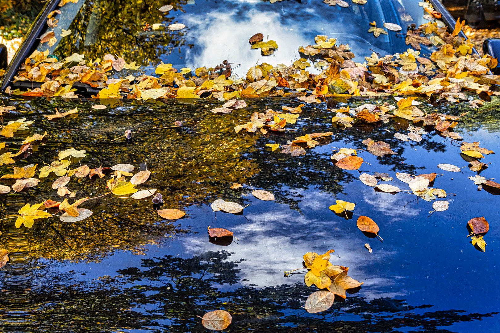 Herbstlaub