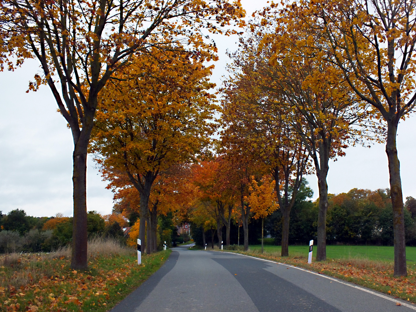 HERBSTLAUB