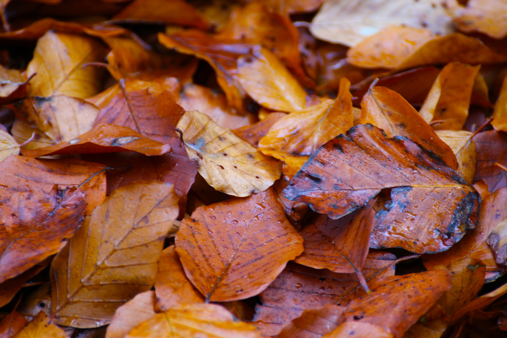 Herbstlaub