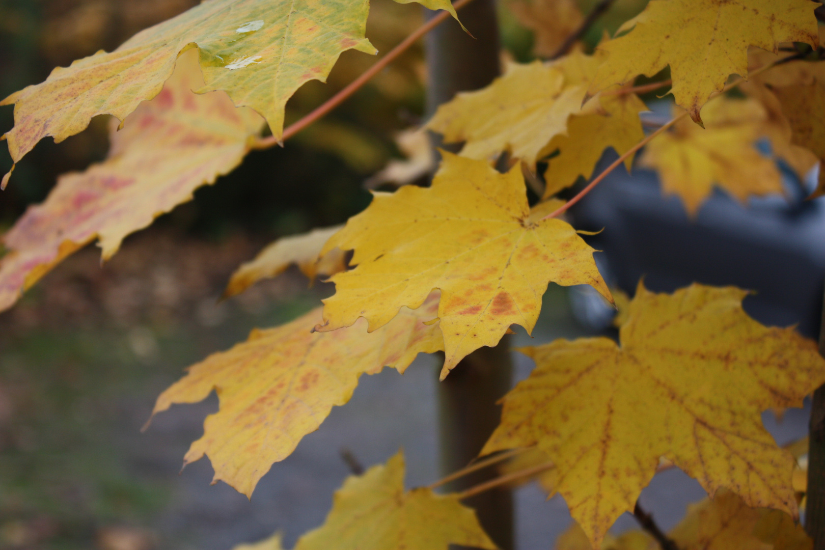 Herbstlaub