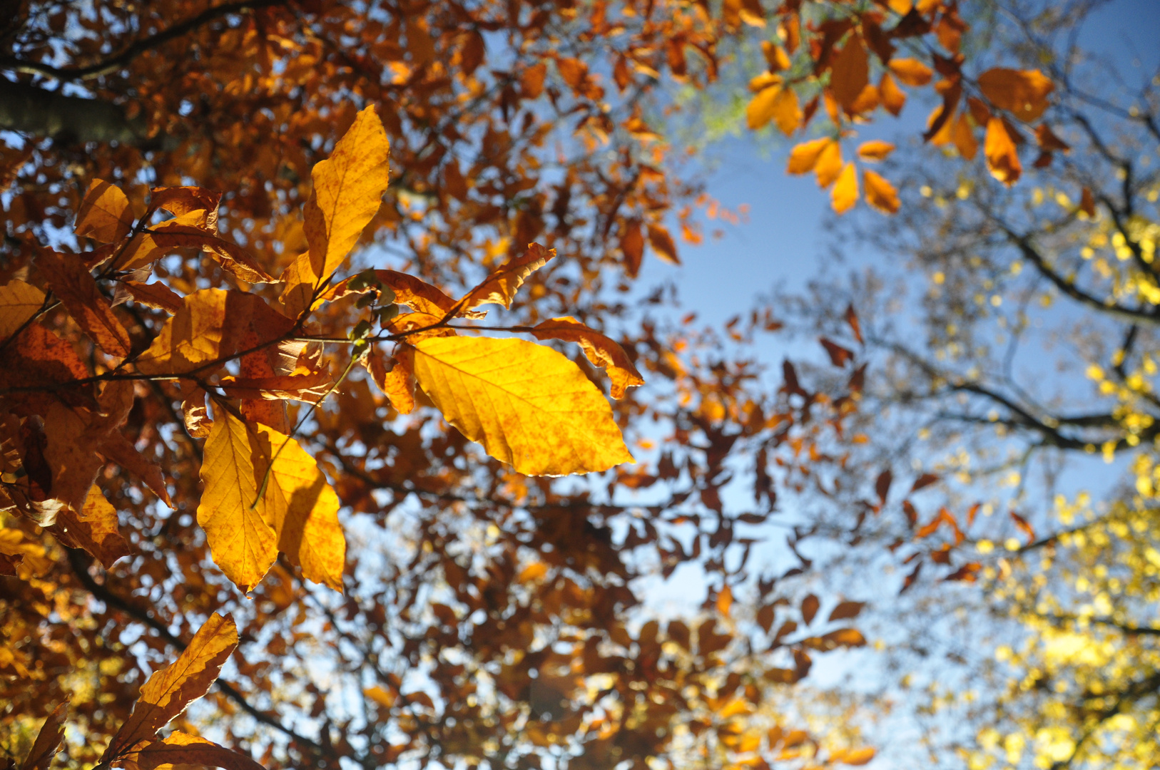 Herbstlaub