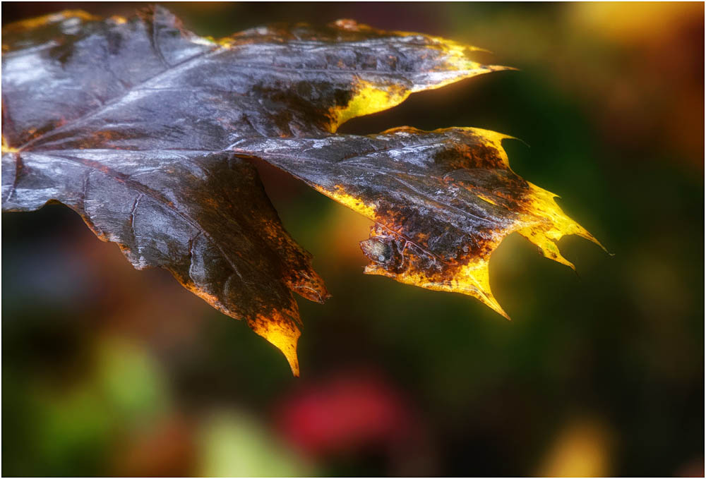 Herbstlaub