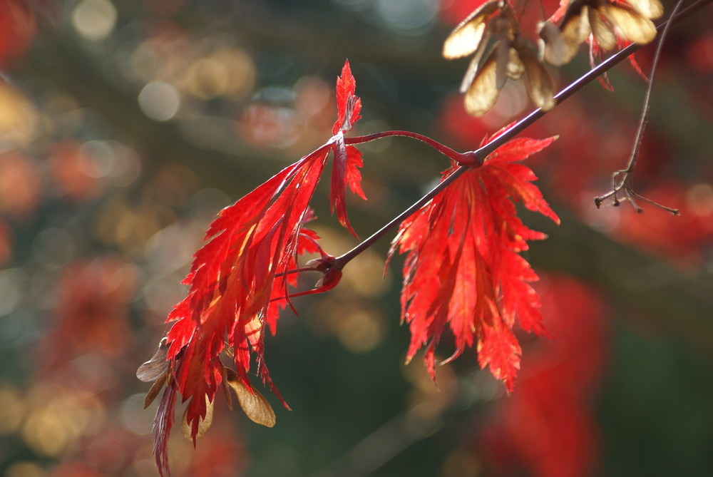 Herbstlaub