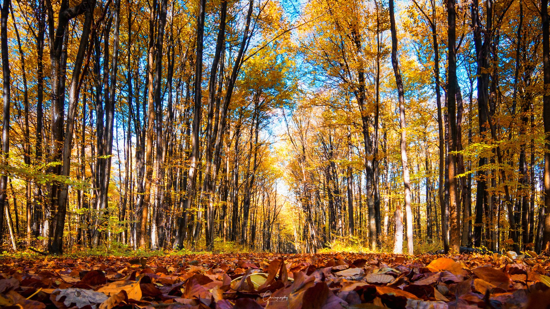 Herbstlaub