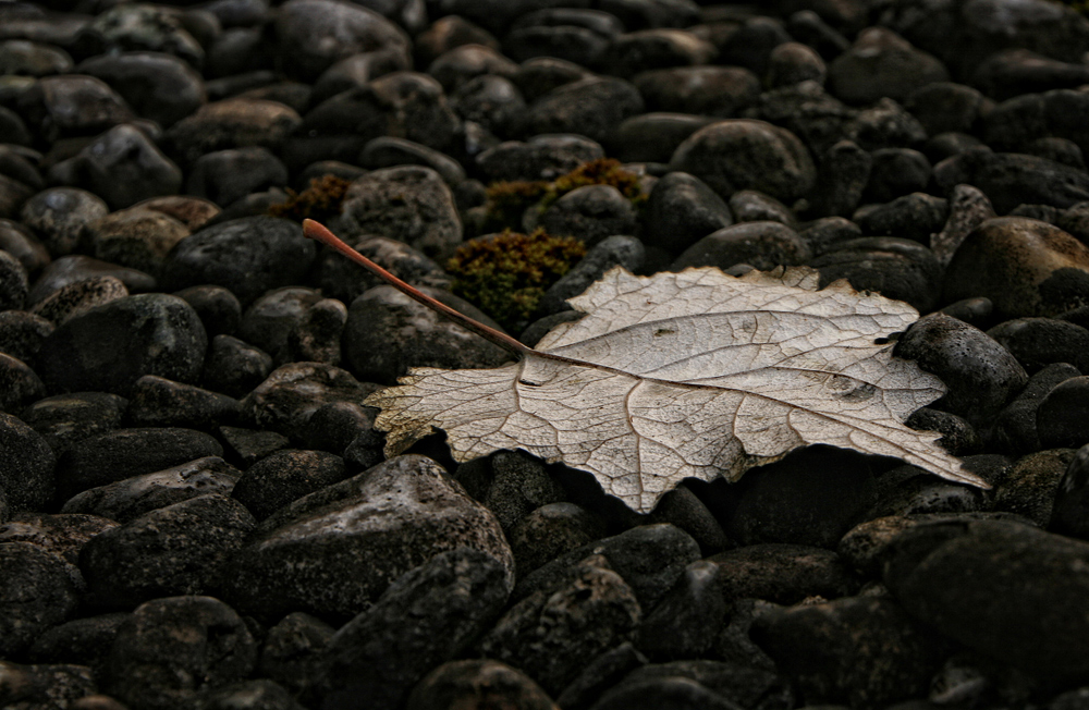 HerbstLaub