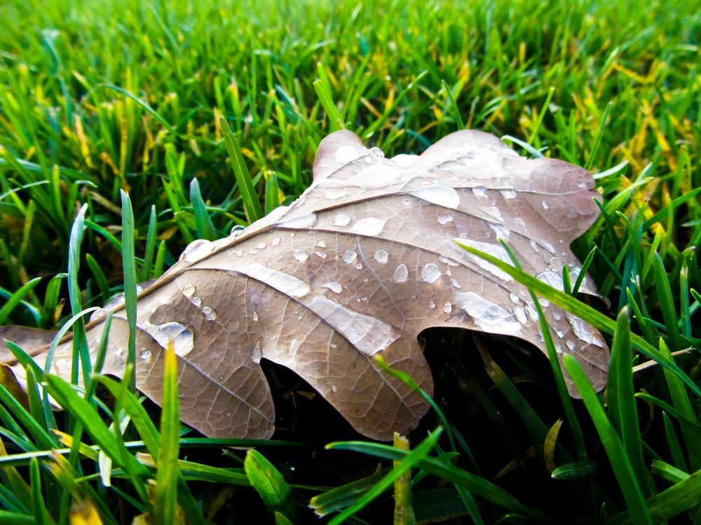 Herbstlaub