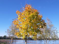 Herbstlaub