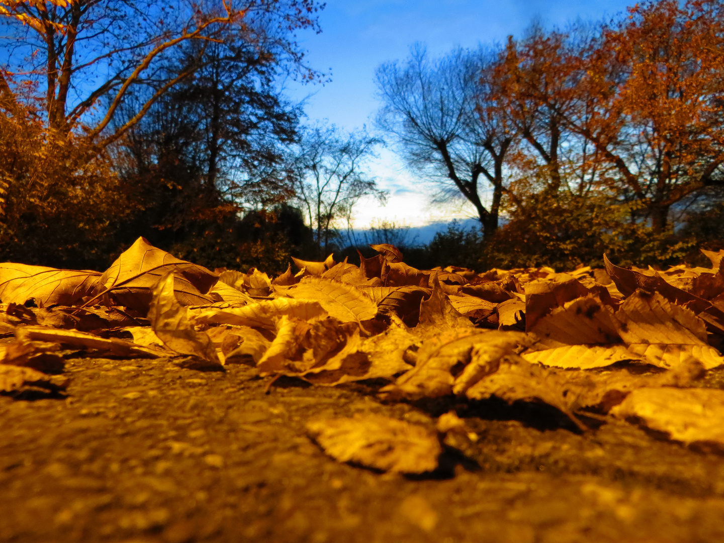 Herbstlaub