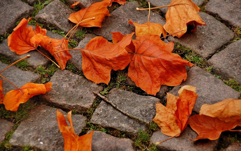 Herbstlaub