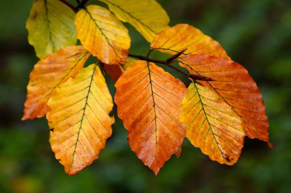 Herbstlaub