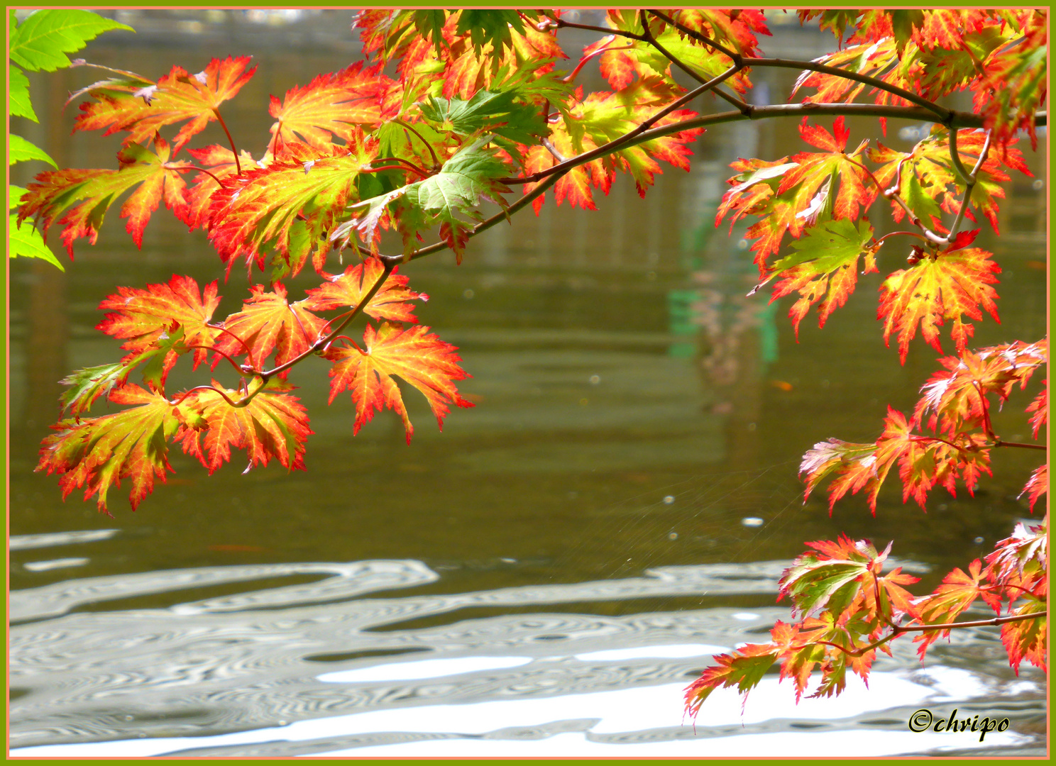 Herbstlaub