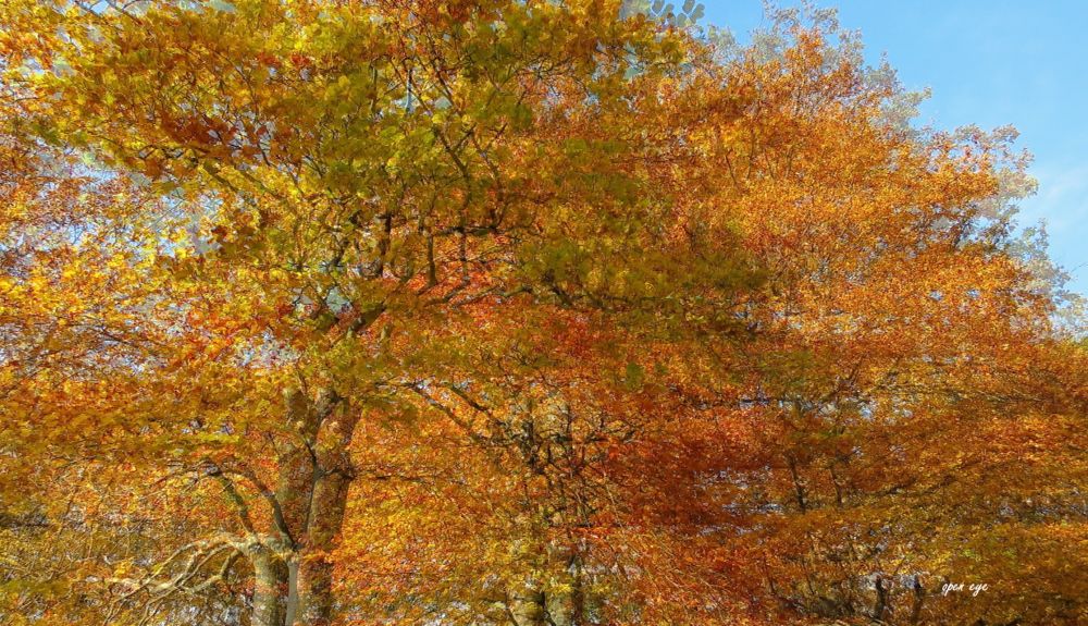 Herbstlaub -  3D Intertlaced Bild an einem Polfilter Monitor oder 3D TV anschauen.