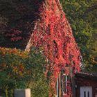 Herbstlaub